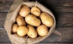 واردات سیب زمینی تا اردیبهشت ادامه دارد