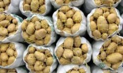 عرضه گسترده میوه و سیب‌زمینی توسط سازمان تعاون روستایی در سراسر کشور