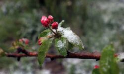 هشدار نارنجی برای کشاورزان؛ نفوذ زبانههای پرفشار سرد در روزهای آغازین سال نو