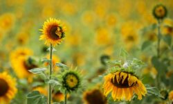 تولید پایدار دانههای روغنی با تکیه بر دانش بومی و معرفی ارقام جدید