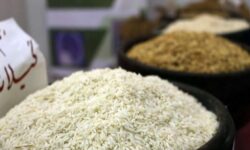 برنج ایرانی به زودی ارزان‌ می‌شود/ ریزش شدید قیمت‌ها تا دو هفته آینده