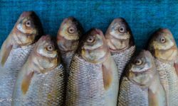 تولید قزل آلا به ۱۲۰ هزارتن می‌رسد