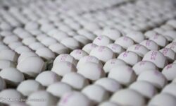 قیمت هرکیلو تخم مرغ درب مرغداری ۵۰ هزارتومان