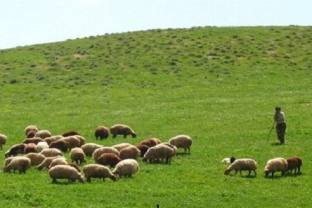 طرحهای مرتعداری، امسال ۲ میلیون هکتار رشد میکند