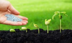 توزیع ۵۰۰ هزارتن بذر در استان‌های کشور