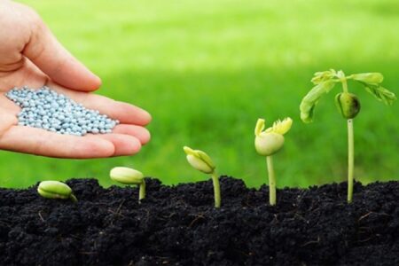 توزیع ۵۰۰ هزارتن بذر در استانهای کشور