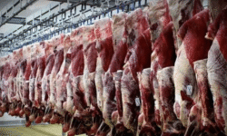 جایگزین گوشت دولتی مشخص شد