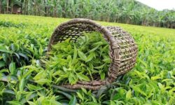 پرداخت ۱۰۹ میلیارد تومان از مطالبات چایکاران شمال کشور