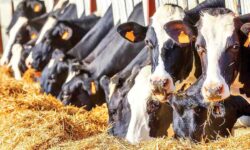 افزایش ۵۲ درصدی قیمت شیر خام؛ صنایع لبنی زیر فشار گرانی علوفه و کاهش مصرف