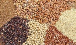 کشف ۱۳ هزار تن نهاده دامی احتکار شده در تهران توسط پلیس امنیت اقتصادی