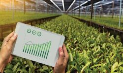 دانشبنیان کردن کشاورزی، نخستین گام تامین امنیت غذایی