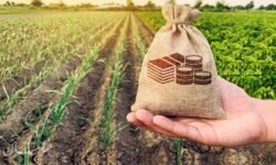 پرداخت وام‌ ۳۰۰ تا ۵۰۰ میلیونی روستایی + جزییات