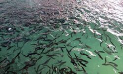 بازسازی ذخایر آبزیان تا تیر ماه ۱۴۰۴ ادامه دارد