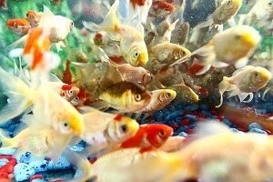 تولید ماهیان زینتی به ۳۸۰ میلیون قطعه رسید