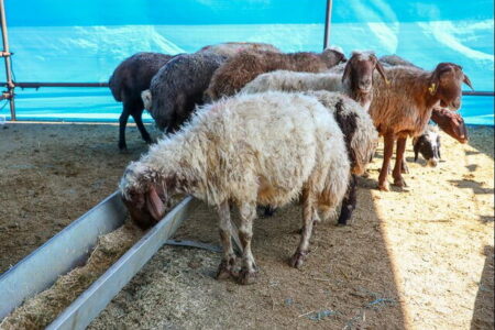 جزئیات مشارکت مردم در نذورات قربانی؛ از ذبح دام تا واریز آنلاین