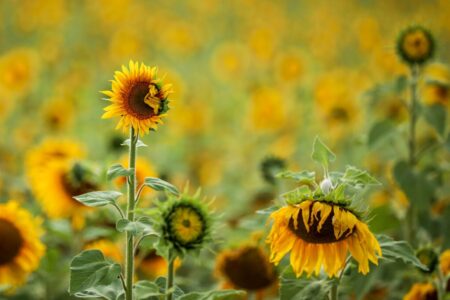 تولید پایدار دانه‌های روغنی با تکیه بر دانش بومی و معرفی ارقام جدید