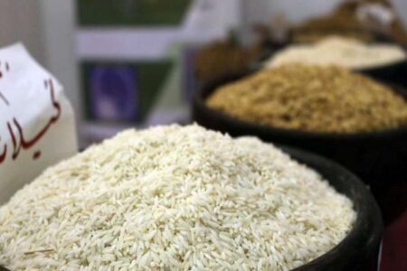 برنج ایرانی به زودی ارزان‌ می‌شود/ ریزش شدید قیمت‌ها تا دو هفته آینده