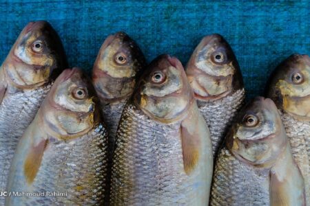 تولید قزل آلا به ۱۲۰ هزارتن می‌رسد