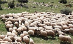 اصلاح نژاد دام برای خودکفایی در تامین گوشت