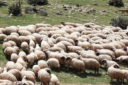 اصلاح نژاد دام برای خودکفایی در تامین گوشت