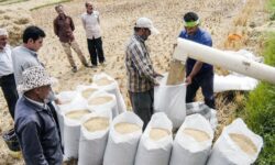 شالیکاران نگران قیمت برنج در بازار نباشند