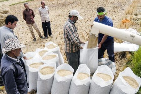 شالیکاران نگران قیمت برنج در بازار نباشند