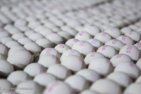 قیمت هرکیلو تخم مرغ درب مرغداری ۵۰ هزارتومان