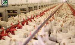 شاخص قيمت توليدكننده محصولات مرغداريهاي صنعتي كشور خرداد ۱۴۰۴ (۱۰۰=۱۳۹۵)