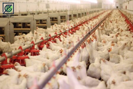 شاخص قيمت توليدكننده محصولات مرغداريهاي صنعتي كشور خرداد ۱۴۰۴ (۱۰۰=۱۳۹۵)