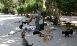 تغذیه حیوانات شهری تهدیدی برای اکوسیستم و حیات وحش