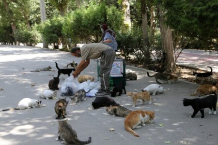 تغذیه حیوانات شهری تهدیدی برای اکوسیستم و حیات وحش