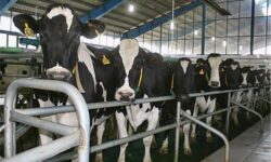 نتایج آمارگیری طرح آمارگیری از تعداد و تولیدات دام سنگین (گاو و گوساله) در فصل تابستان ۱۴۰۴