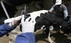 وزارت جهاد: گوشت را فقط از فروشگاه‌های مجاز و دارای برچسب دامپزشکی بخرید