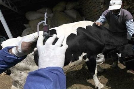 وزارت جهاد: گوشت را فقط از فروشگاه‌های مجاز و دارای برچسب دامپزشکی بخرید