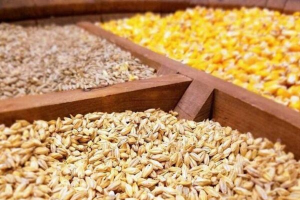 مواخذه عاملان بازار نهادههای دامی؛ تحویل کالا به پشتیبانی امور دام از مرز یک میلیون تن عبور میکند